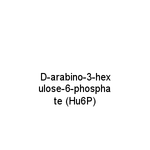 D-arabino-3-hexulose-6-phosphate (Hu6P)